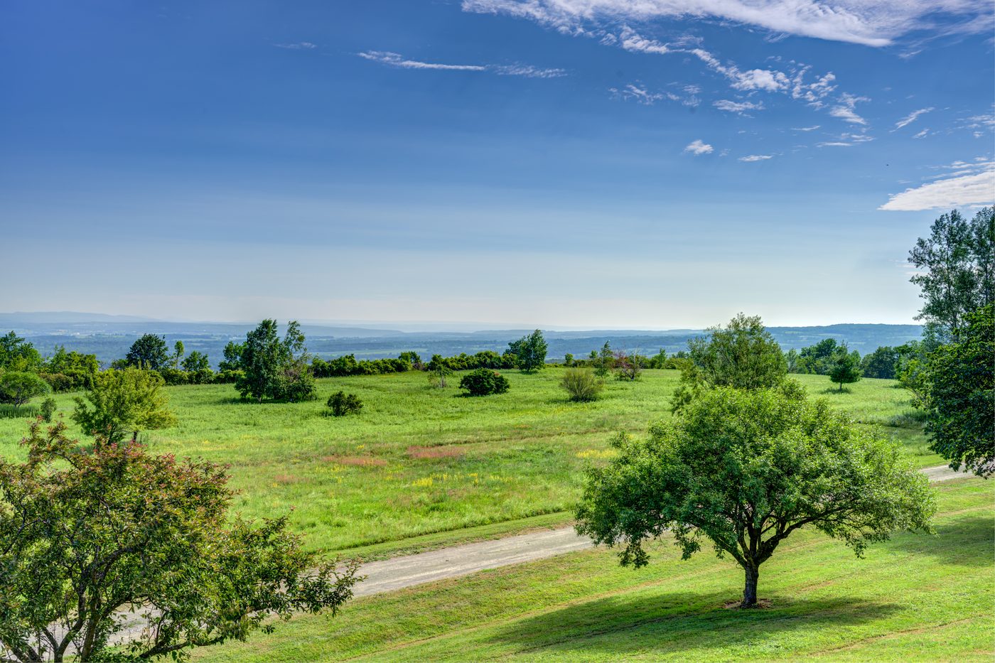 Open meadow and a single tree on the property