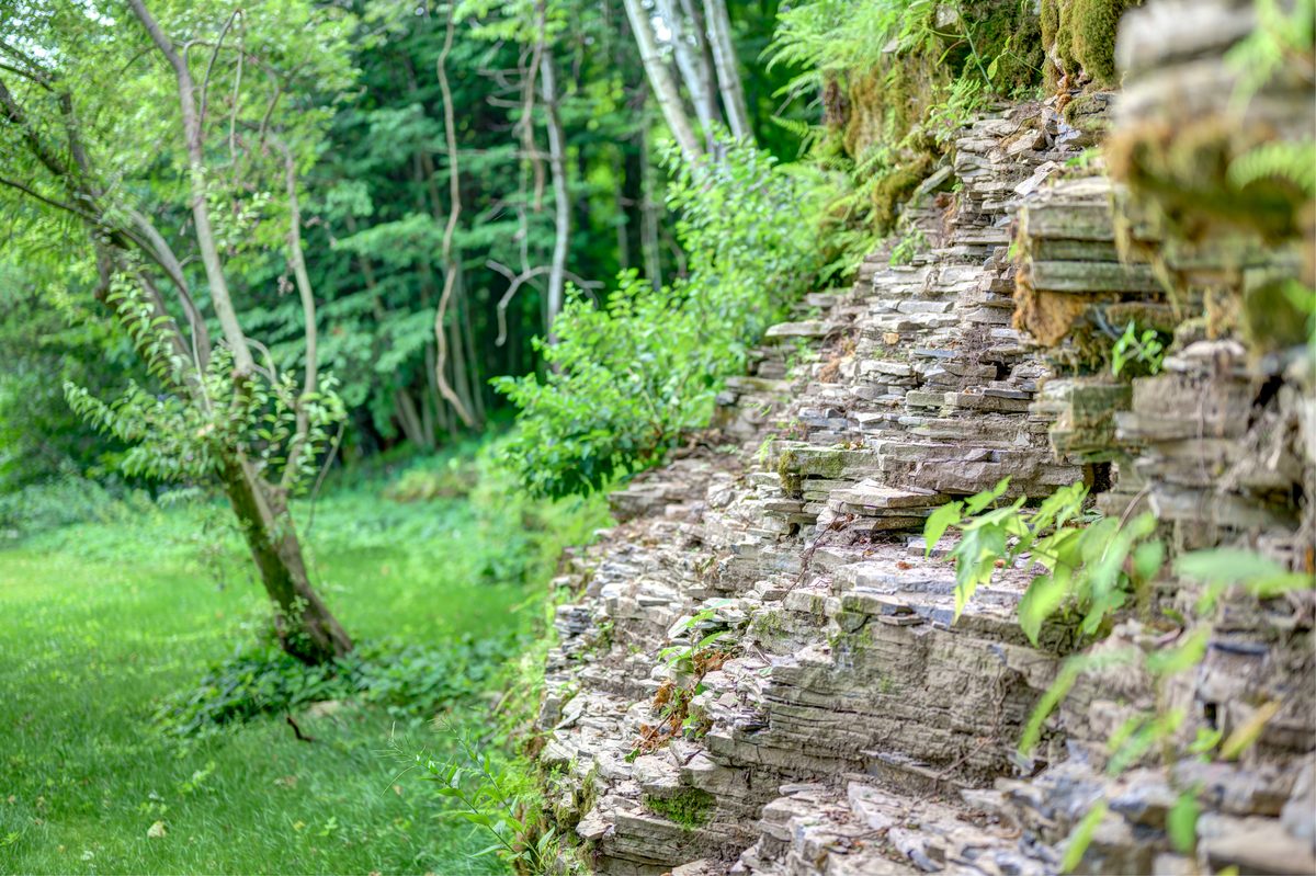 Old stone wall with ferns in the woods