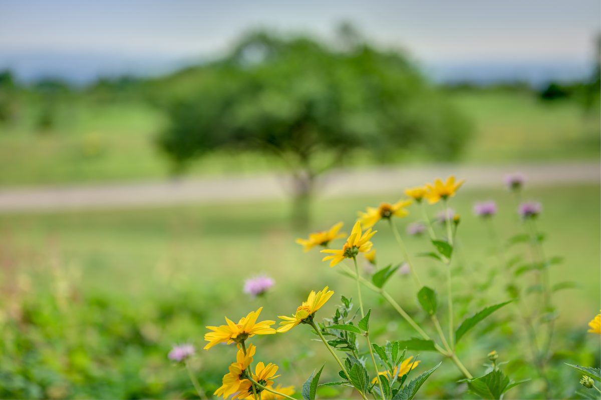 Wildflowers in the field